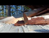 Butterfly on piece of wood flap its wings