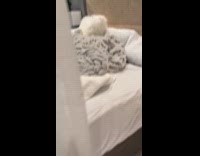 Dog doesnt want to get out of bed 