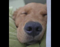 Collab Pets For All - Golden retriever dog sleeps snores green blanket