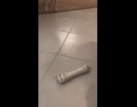Collab BitchMP - Dog scared of tile floor