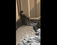 Cat surprised from foot fall down bed