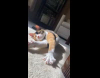 Collab PLC - Cat lay and stretch on white rug