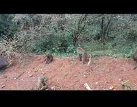 Group of monkeys on side of road