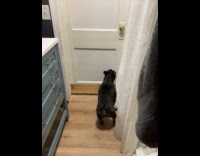 Black dog bark at door then jumps