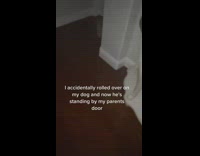 Brown dog in front of white door scared