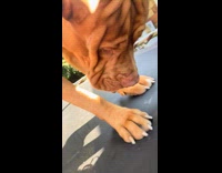 Dog scratching trampolines net