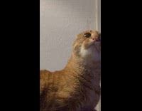 Orange cat long neck meowing looking up