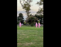 Three pink inflatable shark dance at park