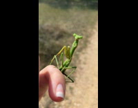 Girl has green preying mantis on hand 