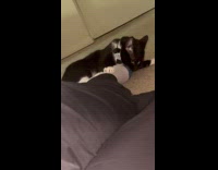 Cat lays on floor plays owner foot