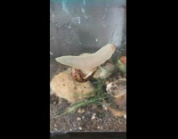 Sea Slug Comes out of its Shell in Tank 