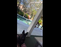 Dog stares at owner waits for treats