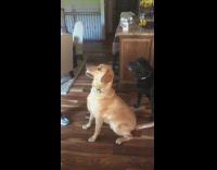 one brown one black dog eating from plate