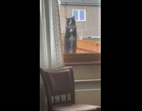 Cat stand and wipe on window glass