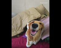Golden retriever dog head on pillow bed