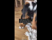 Brown dog mix sitting on  wood floor looks up at owner 