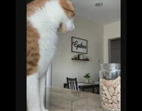 Brown white cat sniffs jar dont touch 