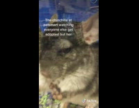 Chinchilla inside of cage with hands on glass cage 