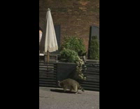 Racoon walks on the city streets 