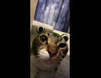 Cat in bathroom floor with green frog eyes headband 