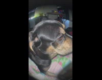 Fish lens guy asks dog about his neck 