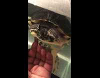 BitchMP - turtle in water wiggles hands at girls nails