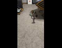 Cat play with blue fur ball on floor