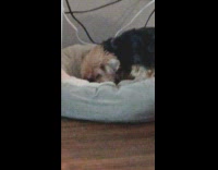 Dog eats food in its dog bed