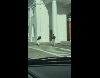 Grey skirt girl crosswalk white columns car