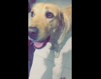 Brown dog gets pet with scary halloween monster hands with fur and long sharp nails