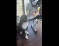 Black brown white dog bites handheld massager 