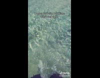 Blonde guy goes to the beach and sees a shark 