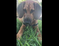 brown puppy trying to bite camera