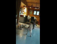 Collab DailyDoseOfInternet - Dog do spin move against other dog