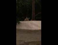 Raccoon takes food left on white wall 