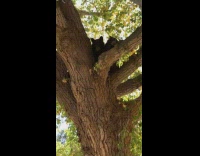 Bear baby cub in tree look down 