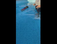 Pink life vest pug dog swims pool 