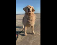 Pepe the dog at the beach on a windy day 