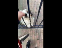 Pet Dog on the gate fence petted by filmer