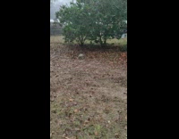 Armadillo collect dried leaves to build nest part 2