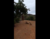 Cat on tree while dogs wait below