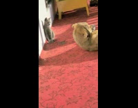 Cat try to slap dog on floor