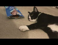 Black cat lay floor beside pack treats