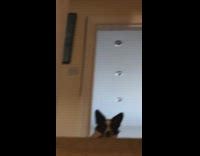 Dog pushes ball down stairs girl throws it back 