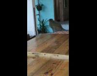 Monkey Tries To Go Inside Store 