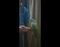 Pet bird bathe on the water bowl