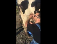 Guy milking cow squirts girl with milk