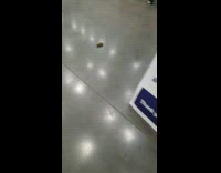 Gopher run on the floor of store