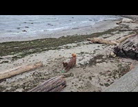 Dog digs beach sand and squeaks toy