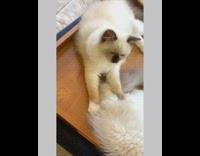 Brown cat kneads white cat wooden tray 